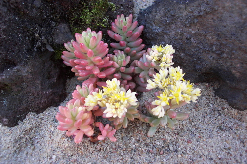 sedum rubrotinctum v.variegatum kw